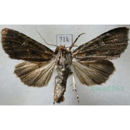 Apamea aquila Donzel, 1837 Holand71k